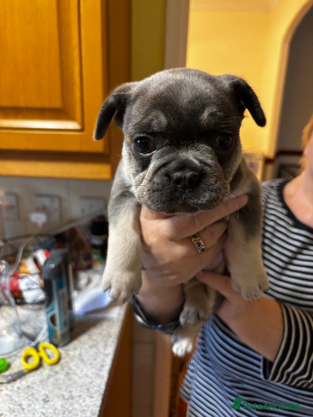 French Bulldog dogs for sale: Male French Bulldog - Image 6