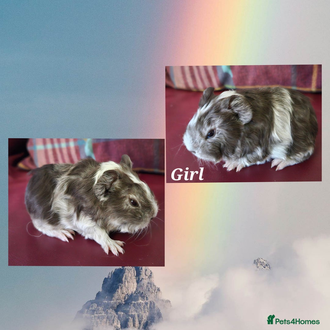 Guinea Pig rodents for sale: Beautiful funky babies - Advert 2