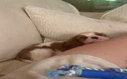 Cavalier King Charles Spaniel dogs for sale: STUNNING CAVALIER KING CHARLES PUPPIES - Image 4