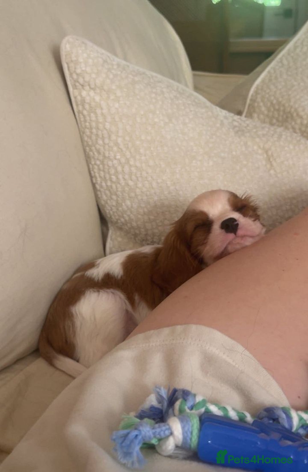 Cavalier King Charles Spaniel dogs for sale: STUNNING CAVALIER KING CHARLES PUPPIES - Image 4