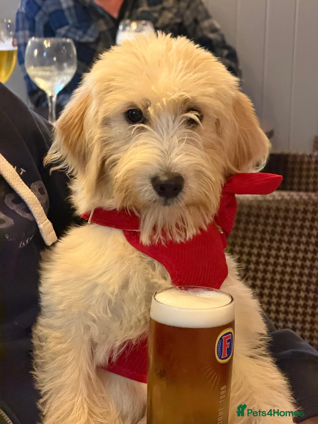 Labradoodle dogs for sale: Miniature Labradoodle  - Advert 2