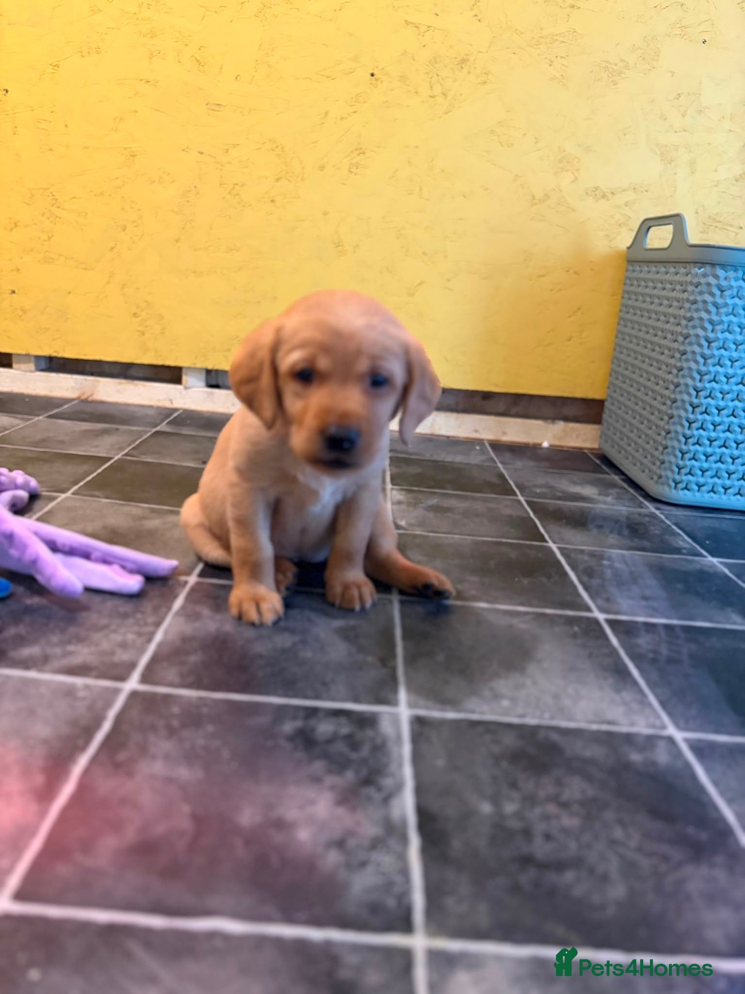 Labrador Retriever dogs 4 left KC YELLOW & RED LABRADORS  - Advert 3