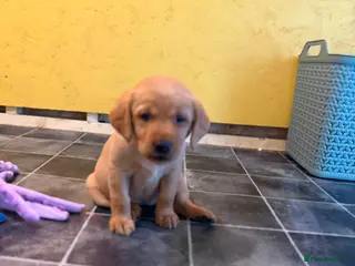 Labrador Retriever dogs 4 left KC YELLOW & RED LABRADORS - Advert 6