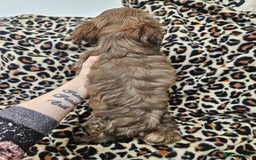 Yorkshire Terrier dogs for sale: 🧡 DNA tested parents 🤎 Chocolate Red boy  - Advert 15