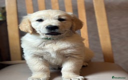 Golden Retriever dogs for sale: Champion line KC reg Golden Retriever pups - Image 2