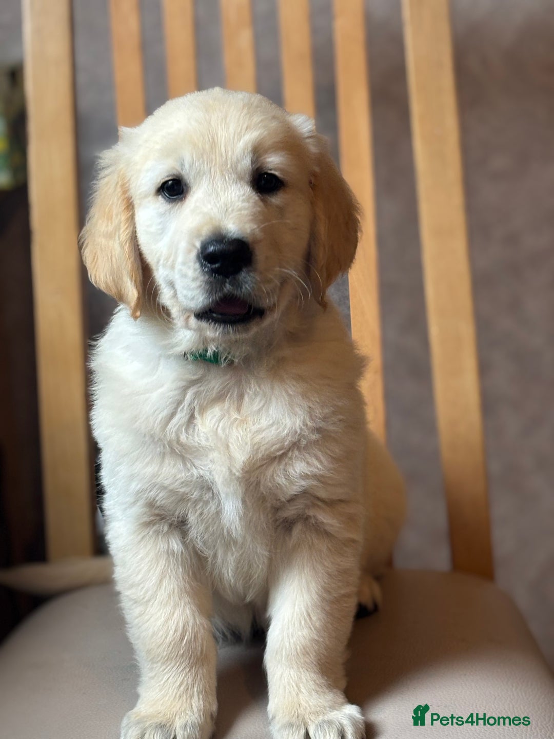 Golden Retriever dogs for sale: Champion line KC reg Golden Retriever pups - Image 2