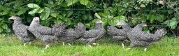 Chickens poultry for sale: Point of lay chickens LAYING HENS - Advert 3