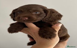 Cocker Spaniel dogs for sale: Beautiful Cocker Spaniel Puppies - Image 11