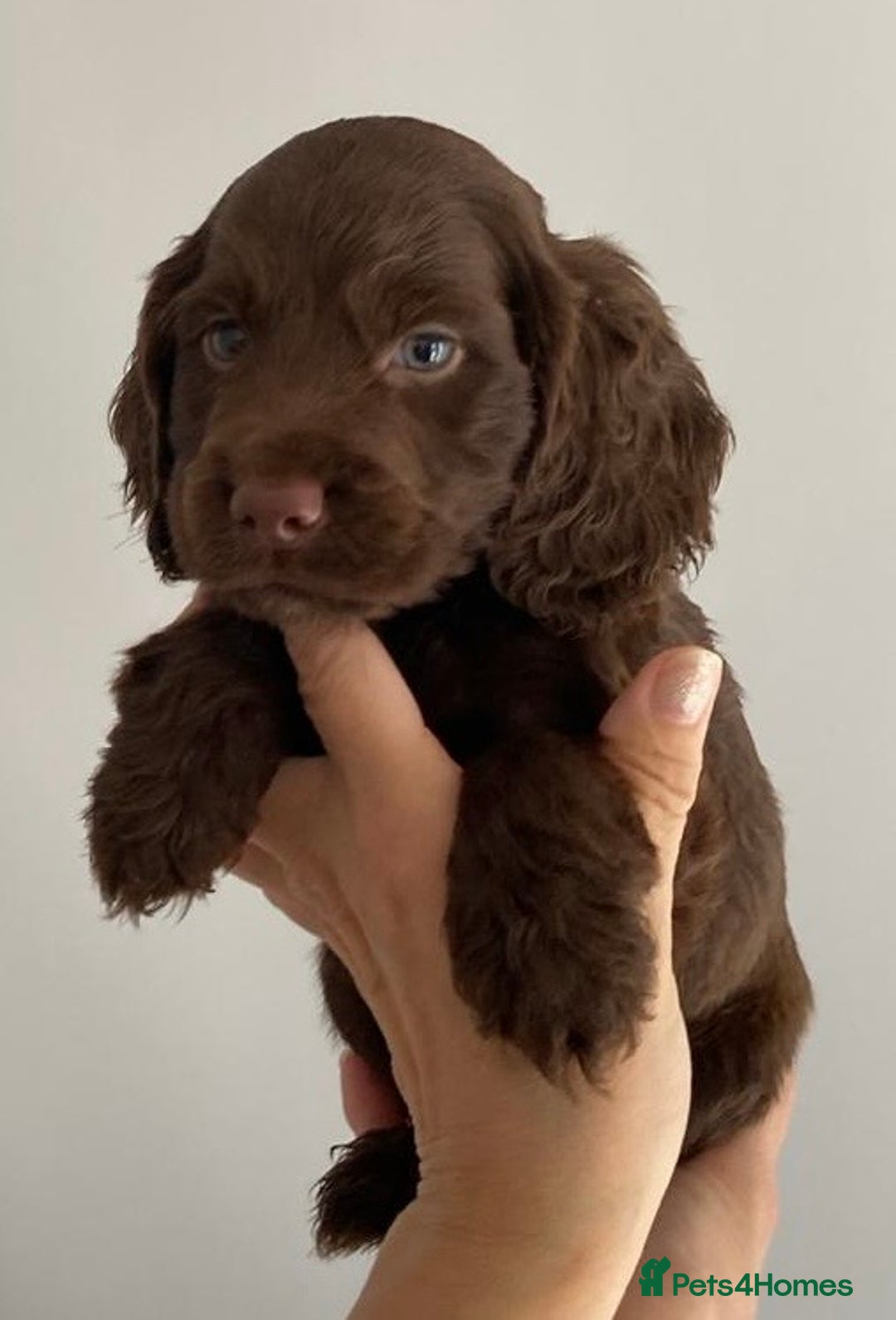Cocker Spaniel dogs for sale: Beautiful Cocker Spaniel Puppies - Image 11
