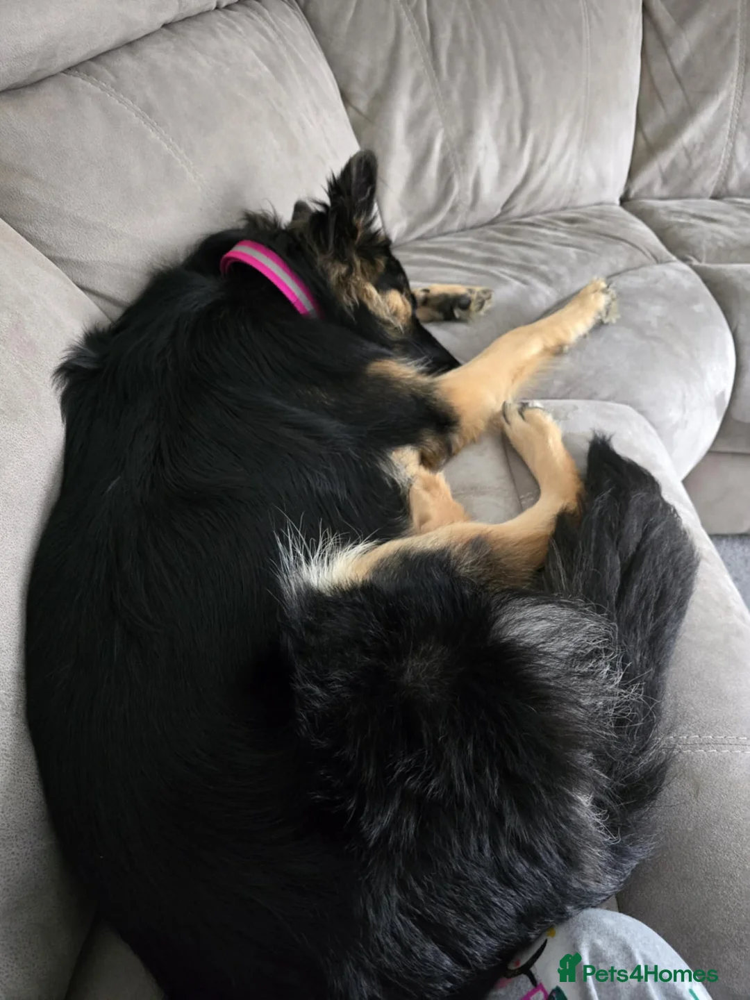 German Shepherd dogs for sale: Bitch German shepherd  - Advert 2