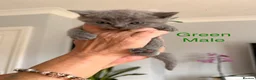 British Shorthair cats for sale: British blue shorthair kittens  - Advert 4