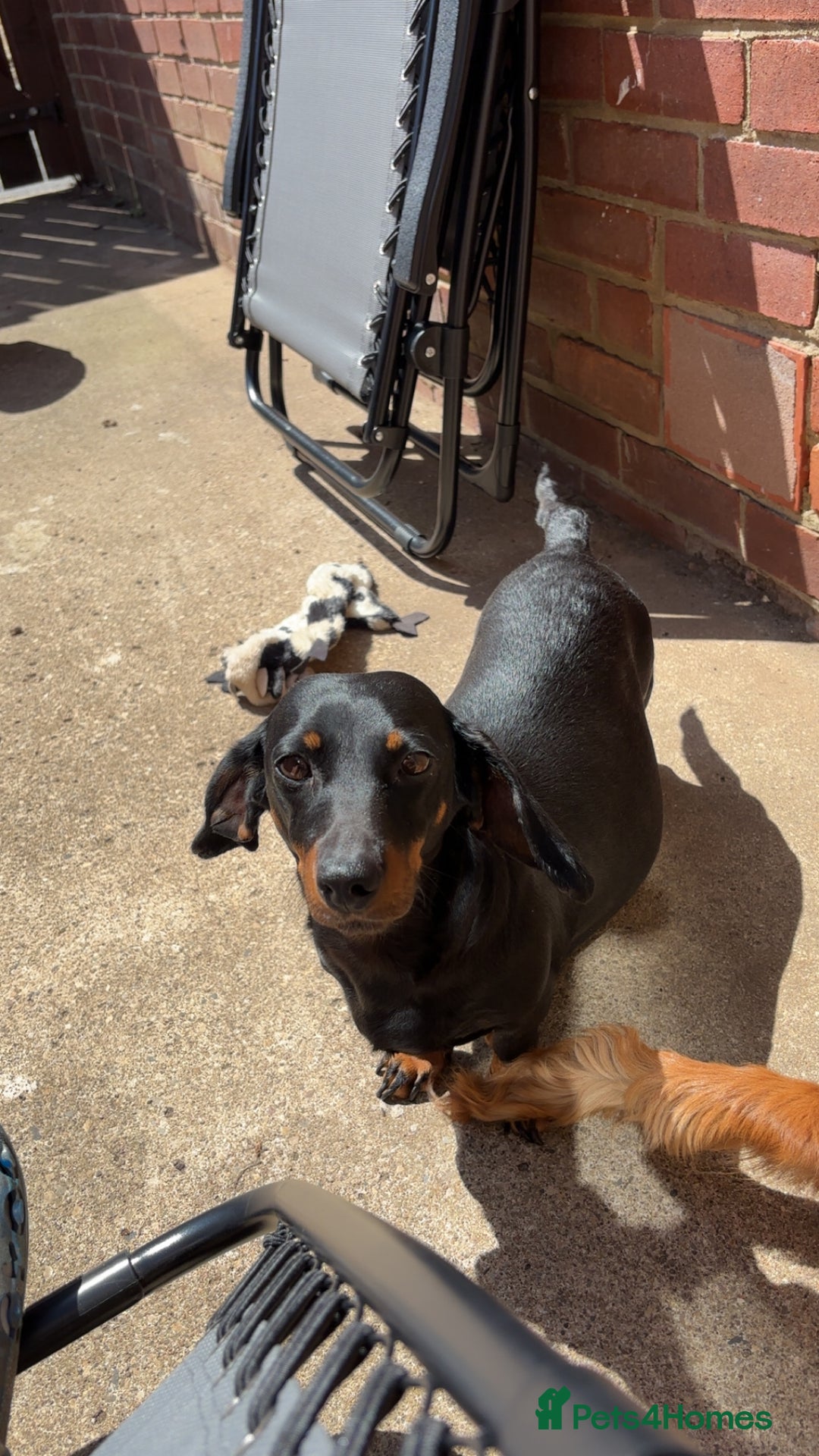 Miniature Dachshund dogs for sale: Show standard KC registered miniature dachshunds  - Image 8