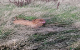 Dogue De Bordeaux dogs for sale: 7 month old Dogue de Bordeaux  - Image 3