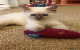 Ragdoll cats for sale: GCCF Championship Ragdoll Kittens - Image 8