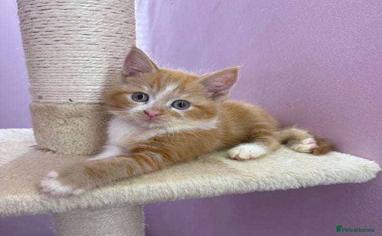 Mixed Breed cats - Advert 8