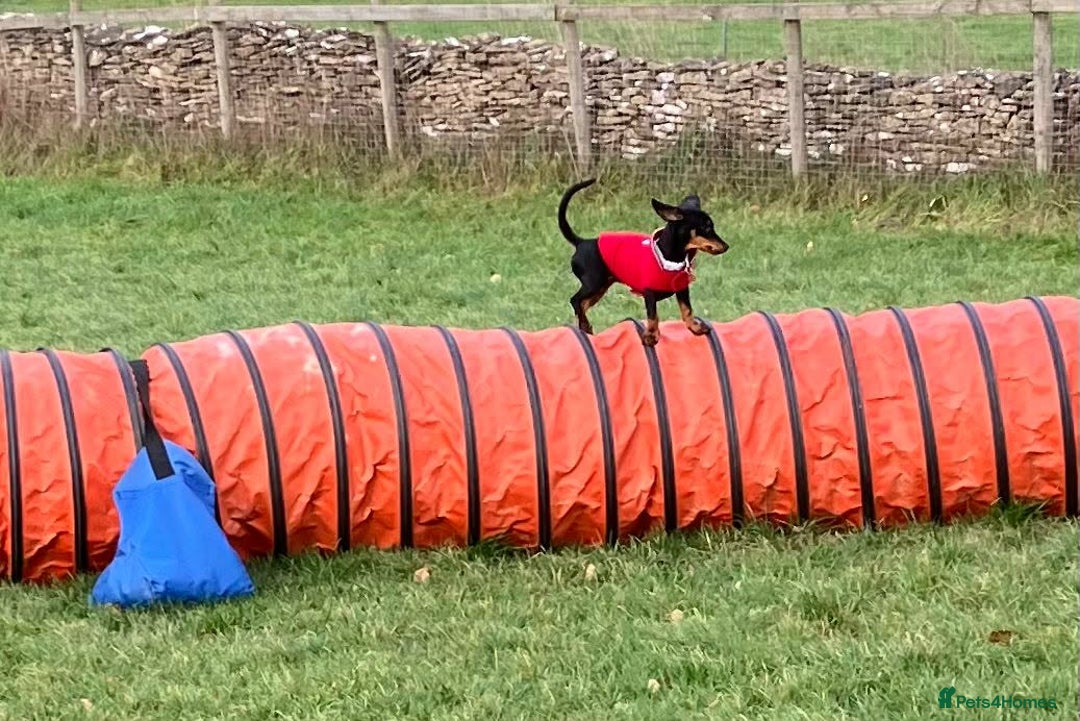 Dachshund dogs for adoption: Darling Suki seeking her forever home - Advert 4