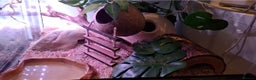 Corn Snake reptiles for sale: Corn snake with equipment  - Advert 5