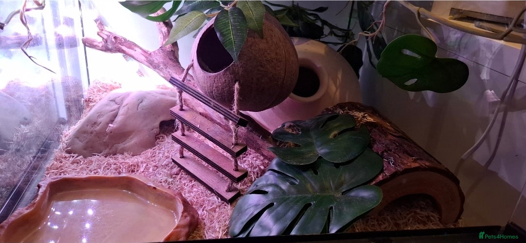 Corn Snake reptiles for sale: Corn snake with equipment  - Advert 5