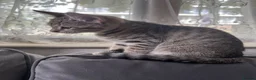 Mixed Breed cats for sale: 2 Lovely Tabby Mixed Breed Kittens – 3 Months Old in London - Advert 3
