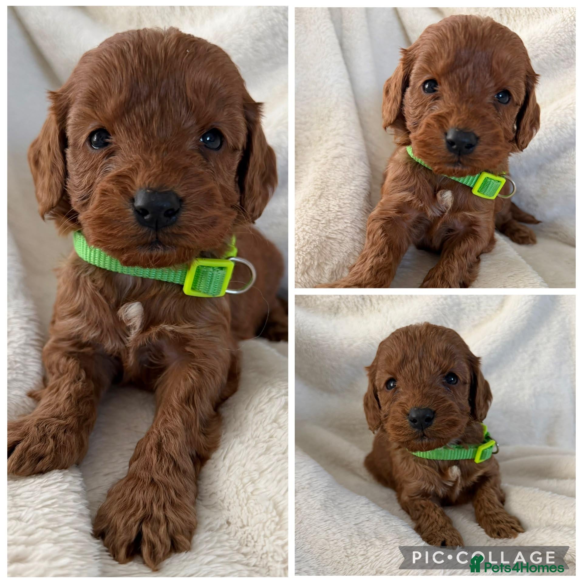 Cockapoo dogs for sale: Health Clear Cockapoo Puppies - Advert 1