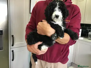 Bernedoodle dogs READY NOW..AMAZING BERNEDOODLE PUPPIES - Advert 2