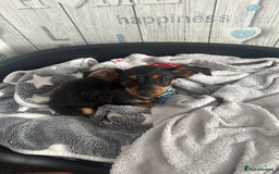 Chihuahua dogs for sale: 18 week puppie Chihuahua  - Image 1