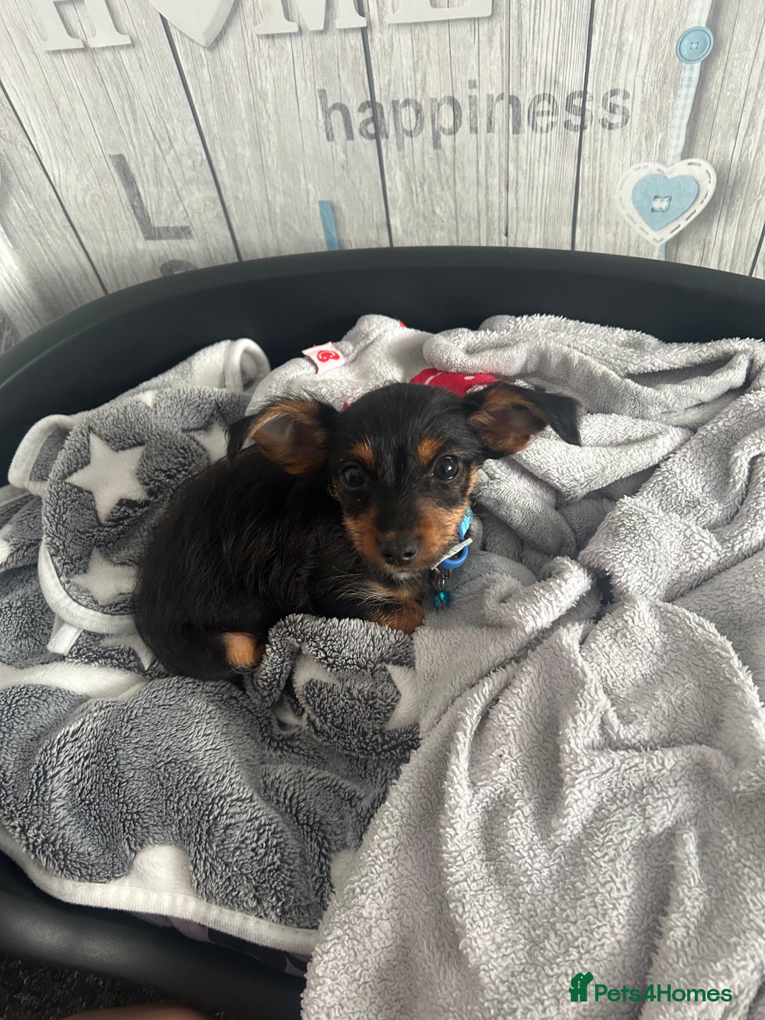 Chihuahua dogs for sale: 18 week puppie Chihuahua  - Image 1