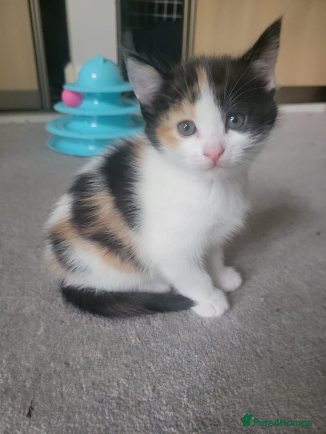Mixed Breed cats for sale: Ginger,Tortoiseshell, Tuxedo Kittens Sale London  - Advert 23