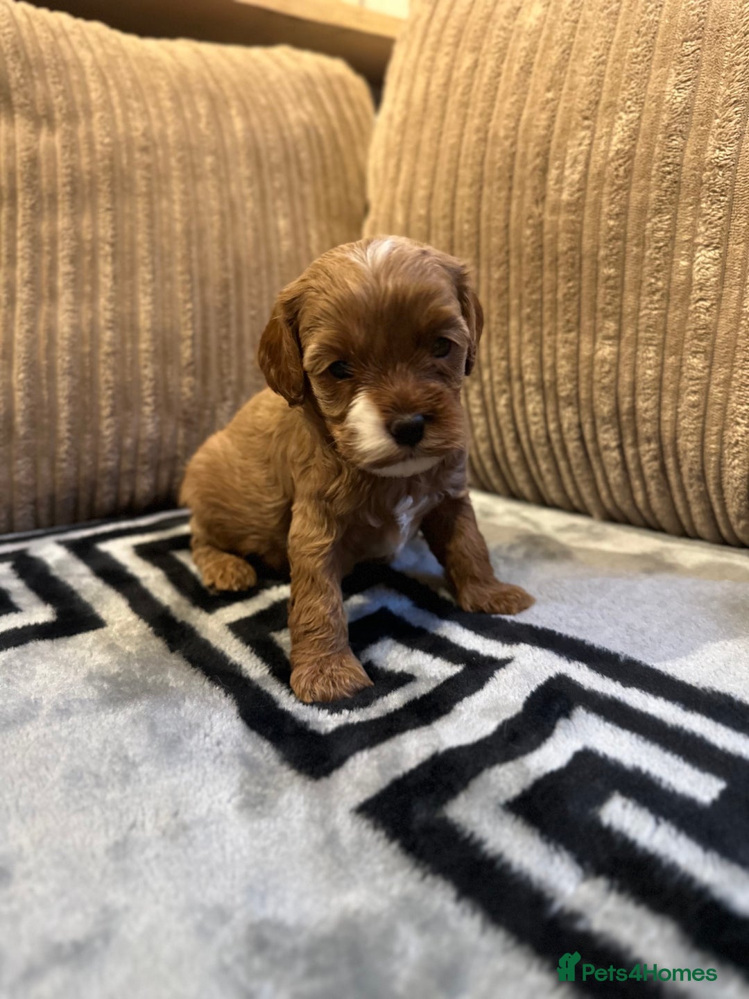 Cavapoo dogs for sale: 🐶 Beautiful Red Cavapoo Puppies – Ready November  - Image 24