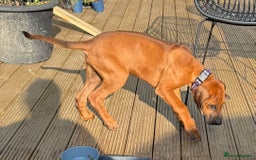 Rhodesian Ridgeback dogs for sale: Beautiful KC Reg’d Rhodesian Ridgeback in Rotherham - Image 37