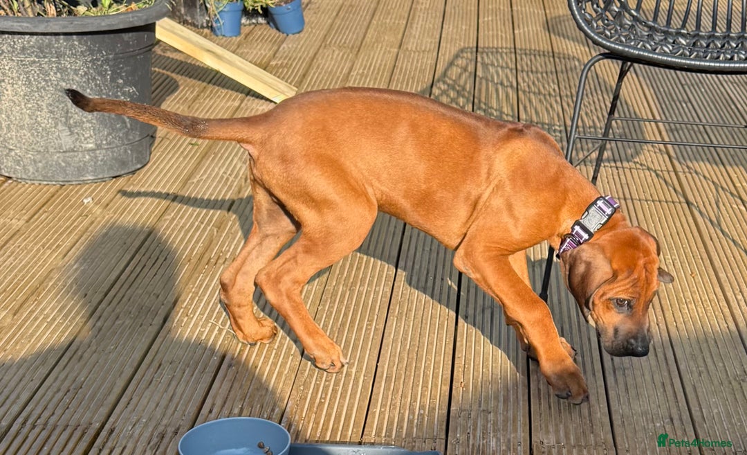 Rhodesian Ridgeback dogs for sale: Beautiful KC Reg’d Rhodesian Ridgeback in Rotherham - Image 37
