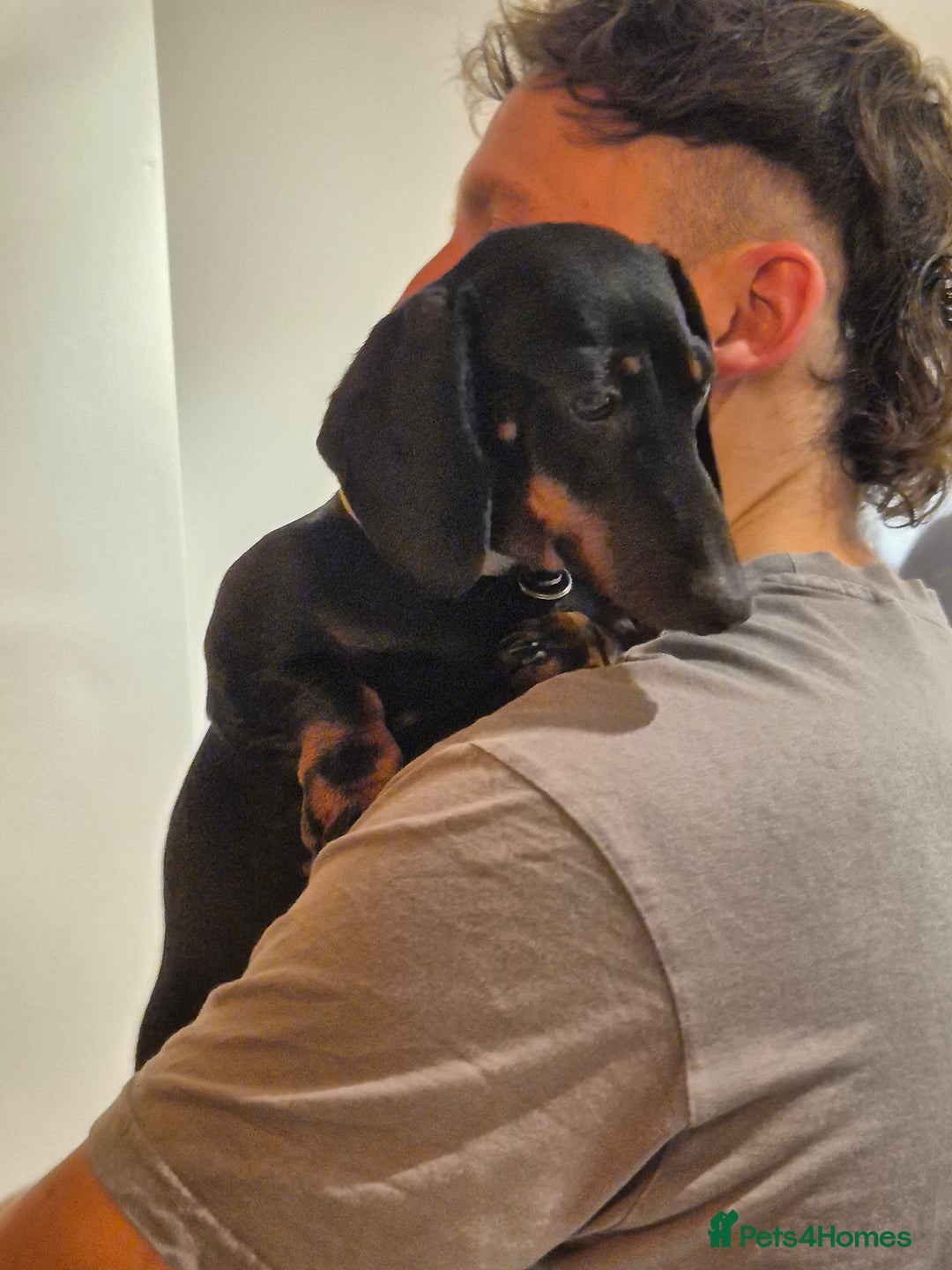 Miniature Dachshund dogs for sale: Miniature dachshund female - Image 13