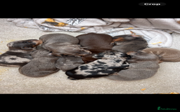 Dachshund dogs for sale: Beautiful rainbow 🌈🌈 litter 💙🩷 - Image 2