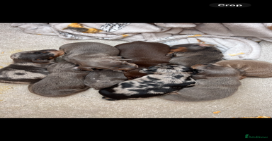 Dachshund dogs - Advert 13