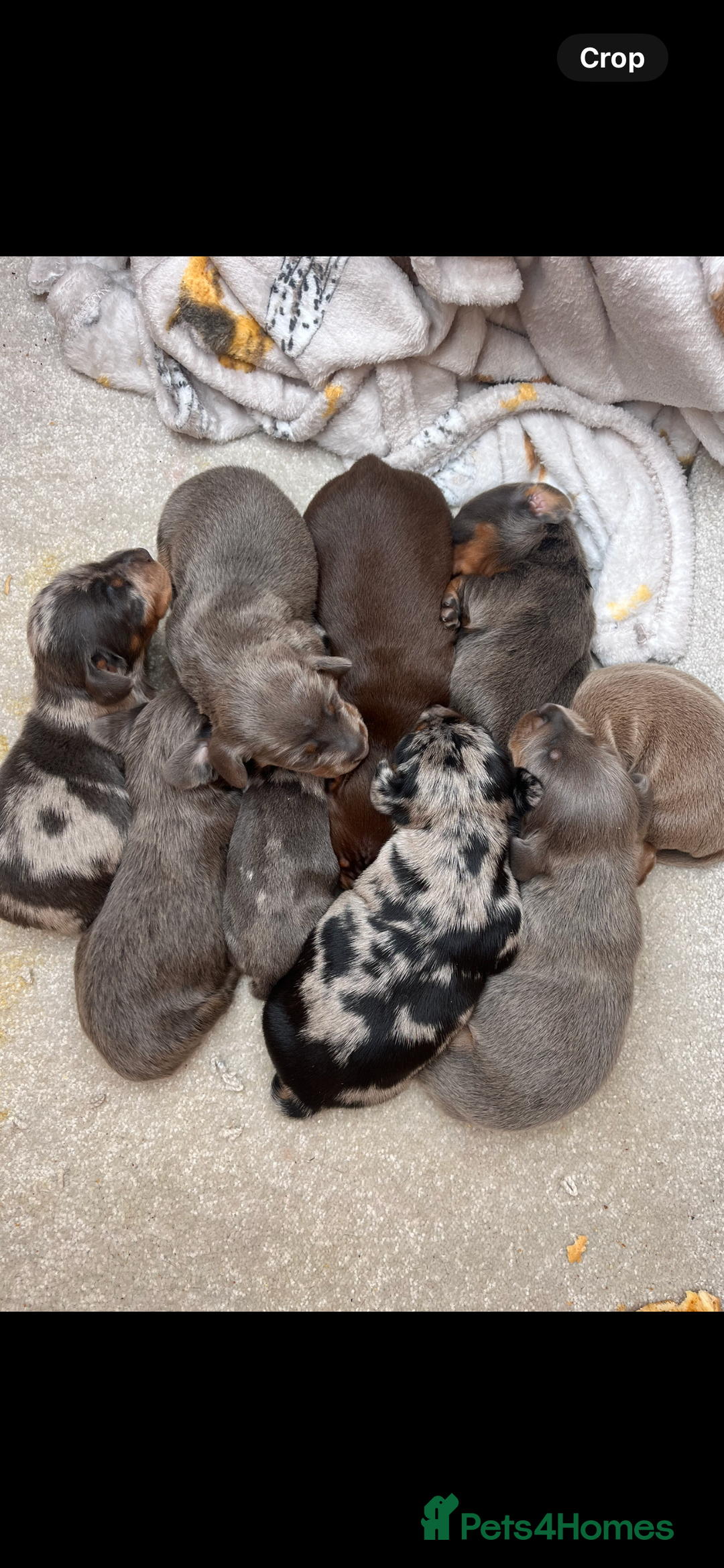 Dachshund dogs for sale: Beautiful rainbow 🌈🌈 litter 💙🩷 - Image 2