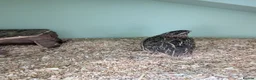 Quail poultry for sale: Mixed Coturnix Quail, Eggs, Chicks + Adults  - Advert 3