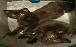 Mixed Breed cats for sale: 3 kittens  - Image 2