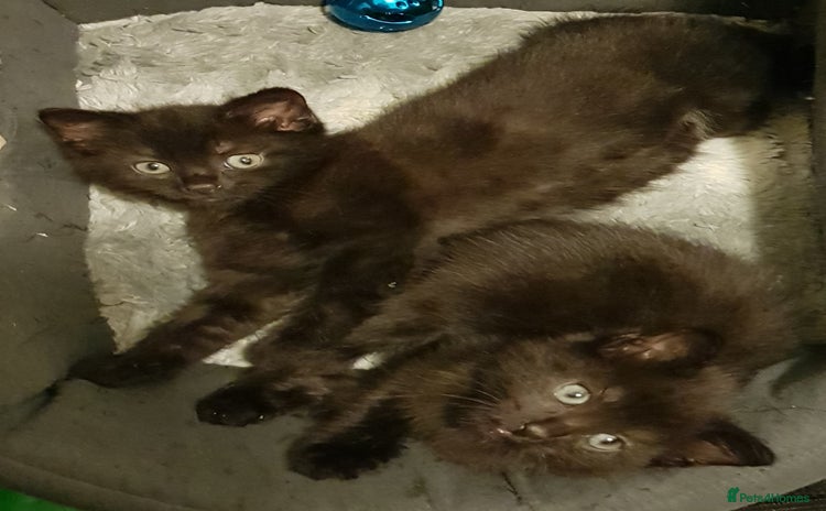 Mixed Breed cats - Advert 7