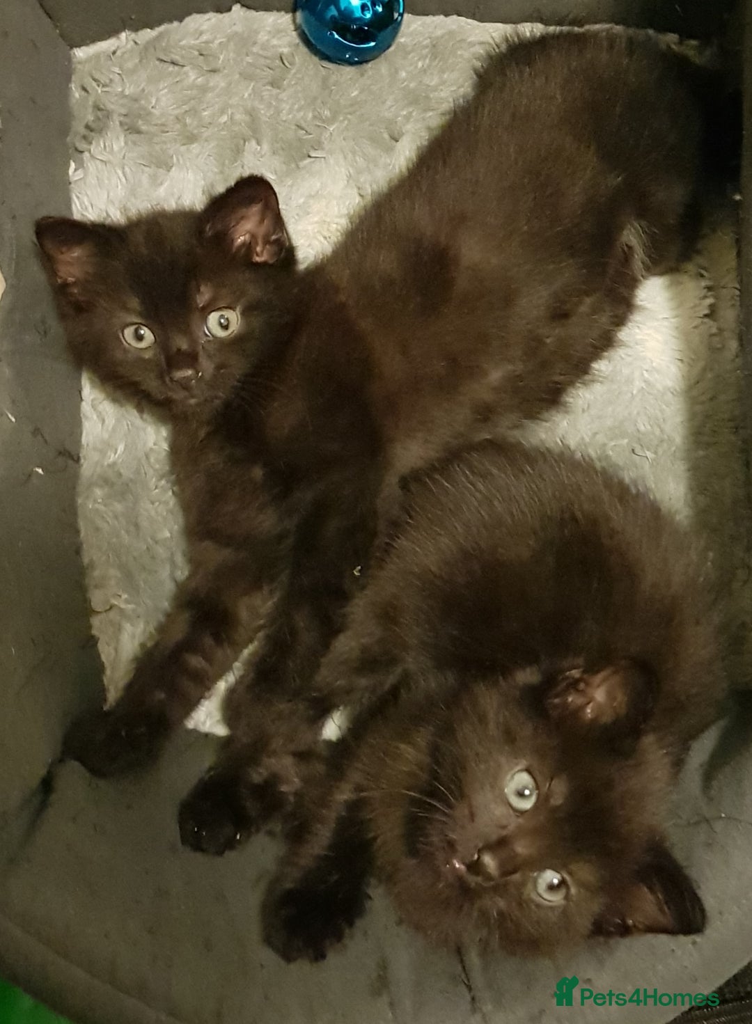 Mixed Breed cats for sale: 3 kittens  - Image 2