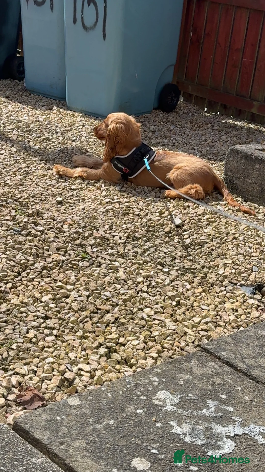 Cocker Spaniel dogs for sale: 8 month, Male cocker spaniel  in Bellshill - Advert 2