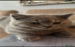 Brazilian Shorthair cats for sale: Stunning Gccf ..BRITISH SHORTHAIR Blue cream  - Image 14