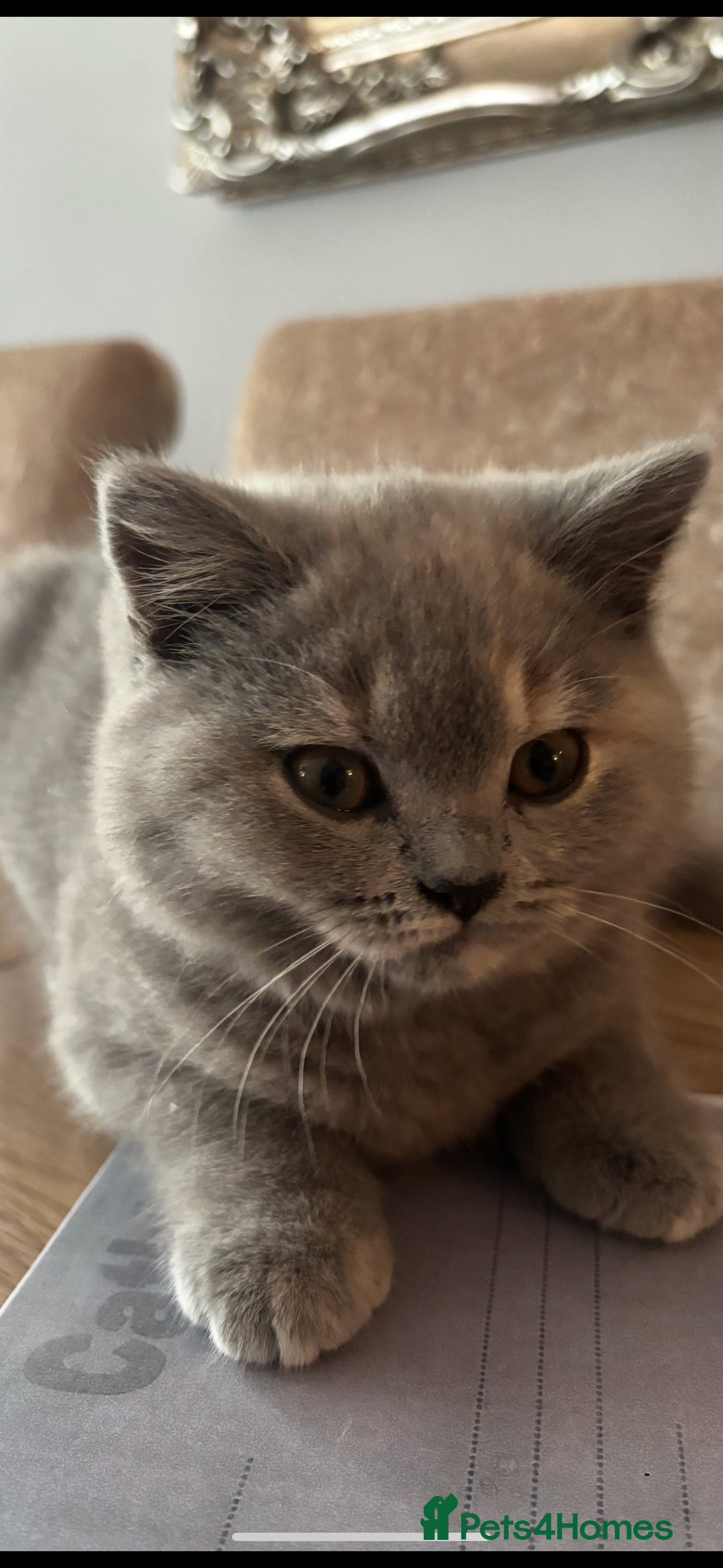 Brazilian Shorthair cats for sale: Stunning Gccf ..BRITISH SHORTHAIR Blue cream  - Image 14