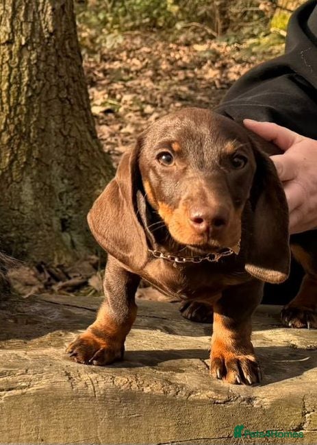 Dachshund dogs Miniature dachshund girl - Advert 2