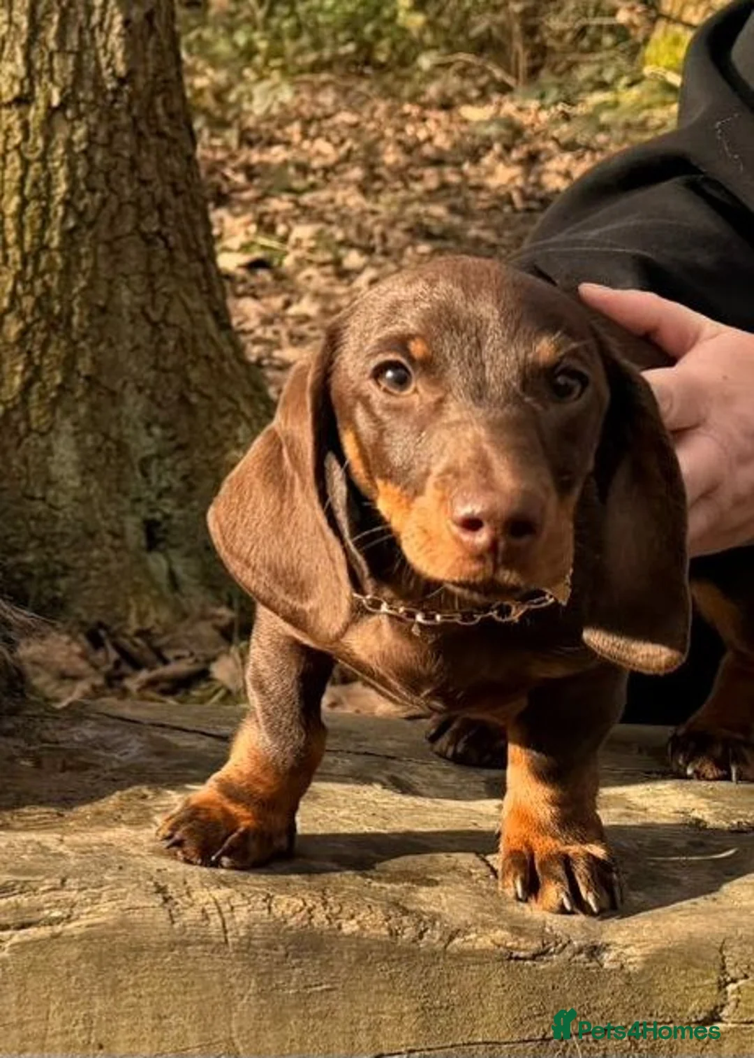Dachshund dogs for sale: Miniature dachshund girl - Advert 1