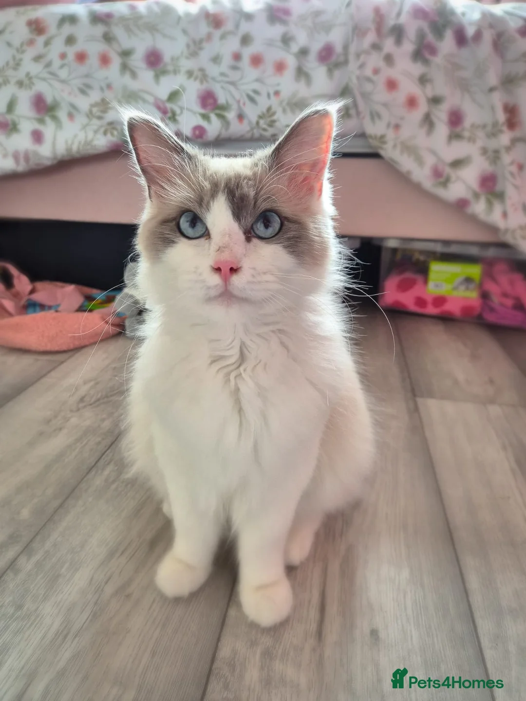 Ragdoll cats for sale: Bi-Colour male Ragdoll - Advert 3
