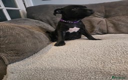 Staffordshire Bull Terrier dogs for sale: Stunning black girl - Image 15