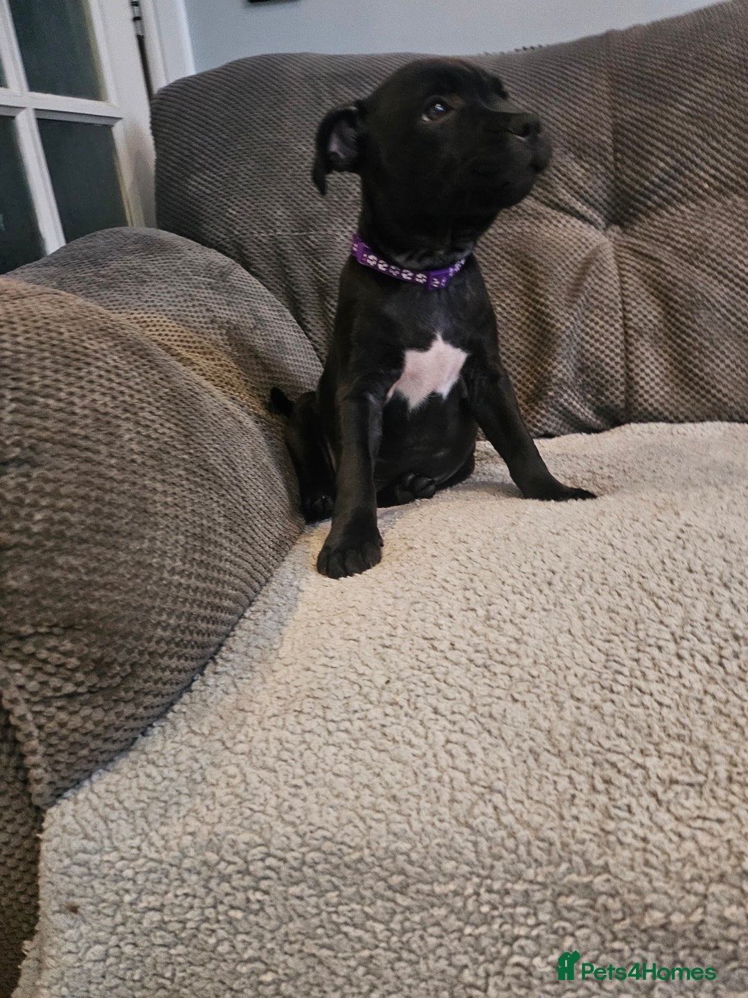 Staffordshire Bull Terrier dogs for sale: Stunning black girl - Image 15