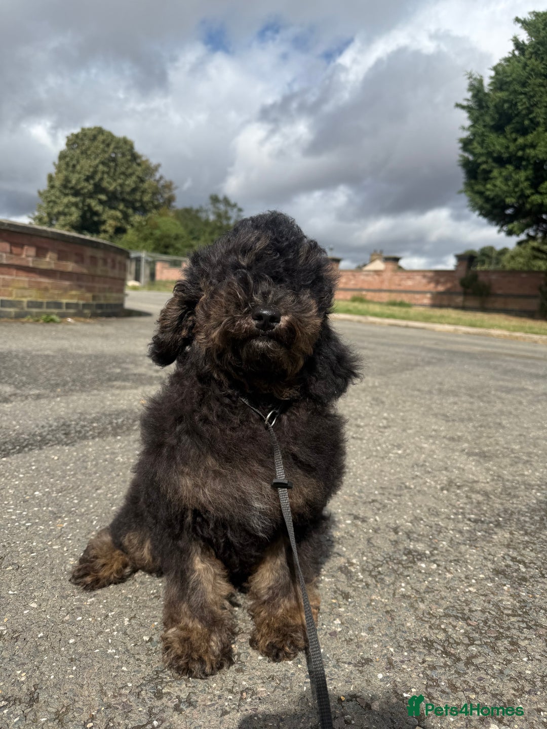 Goldendoodle dogs for sale: Beautiful Goldendoodle Puppies - Image 5