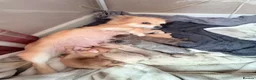 Chihuahua dogs for sale: Pure bred tiny chihuahua puppies  - Advert 9