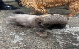 Shih Tzu dogs for sale: A girl and a boy - Image 12